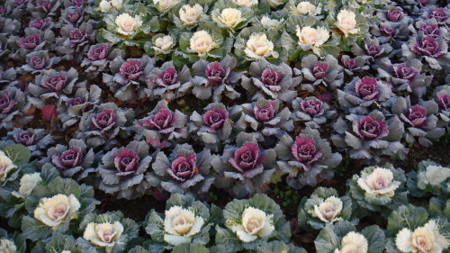 DSCF5749.JPG
