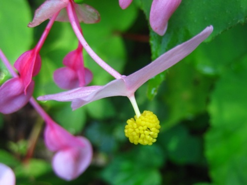 シュウカイドウの花 秋 9月初旬 の高尾山での自然観察 その9 しろうと自然科学者の自然観察日記 楽天ブログ