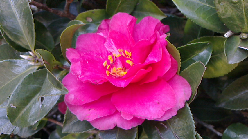 NEC_0149.JPG