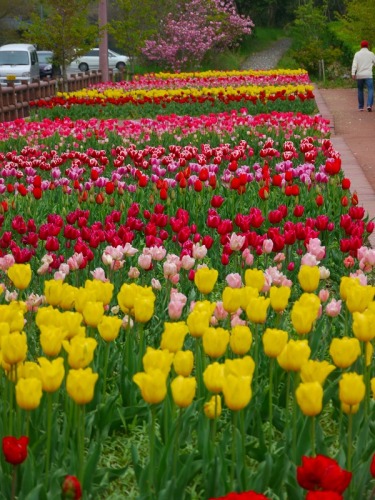 チューリップまつり4.jpg