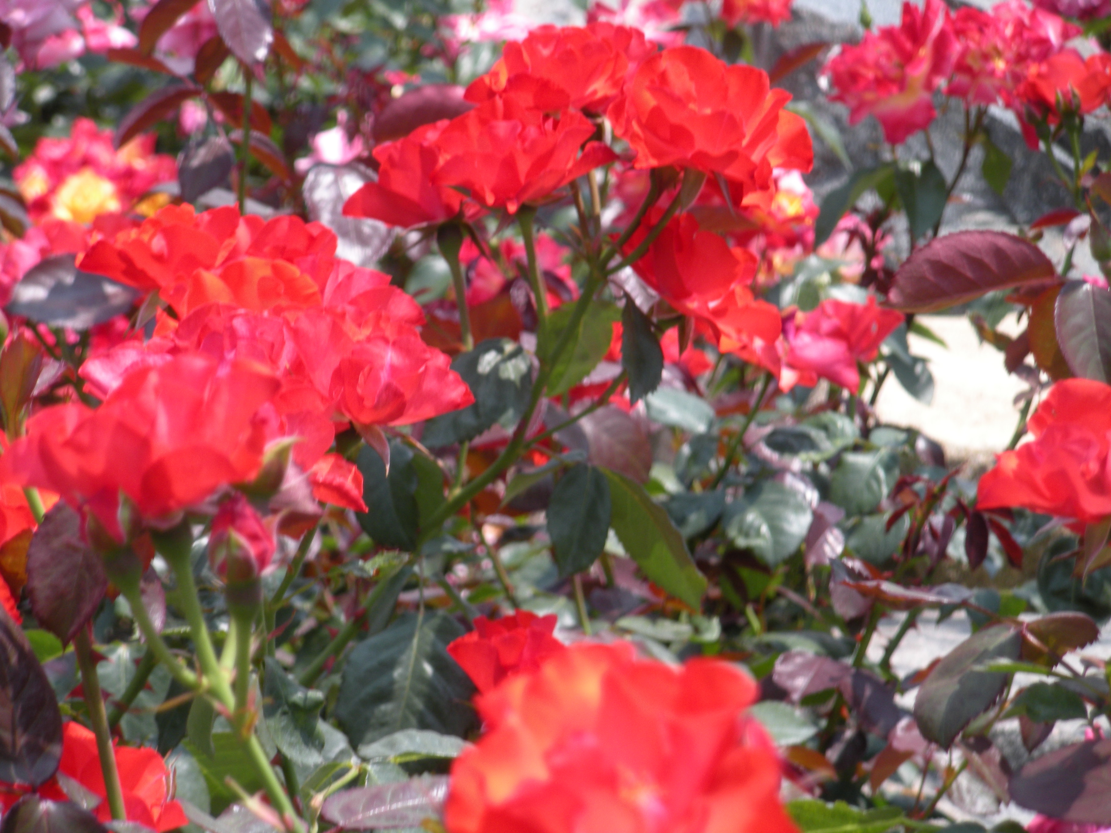 DSCN0269.JPG