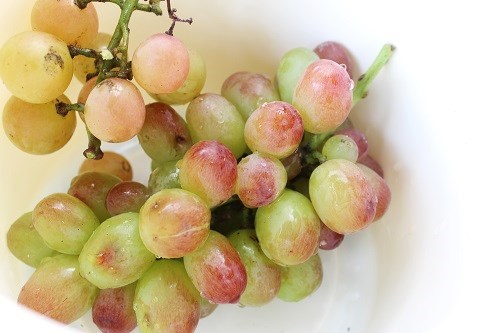 四季彩農園 (2).JPG