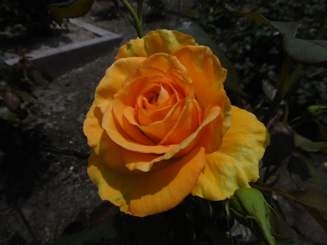 P1240782_R.JPG