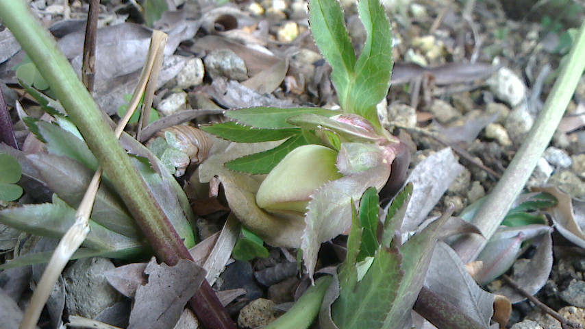 NEC_0401.JPG