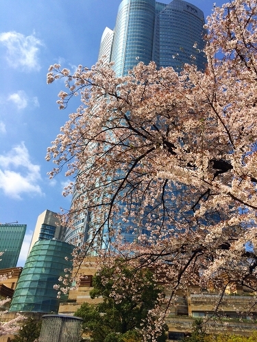 0402sakura3.jpg