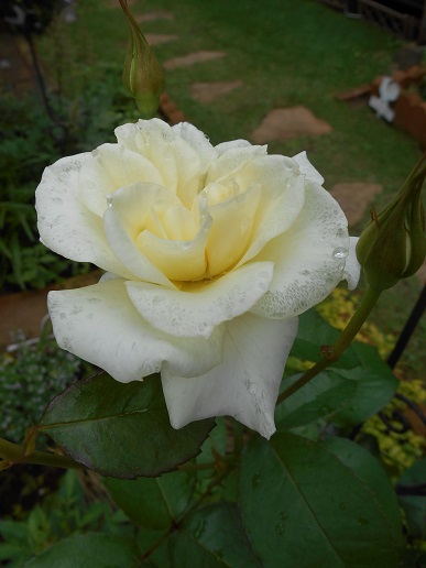 DSCN1300a.JPG