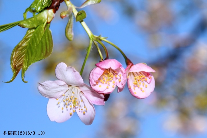 冬桜花.jpg