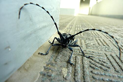 img_Insect.jpg