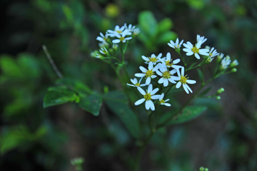 DSC_5781白山菊.jpg