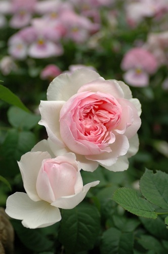 コピー ～ DSC_0441.jpg