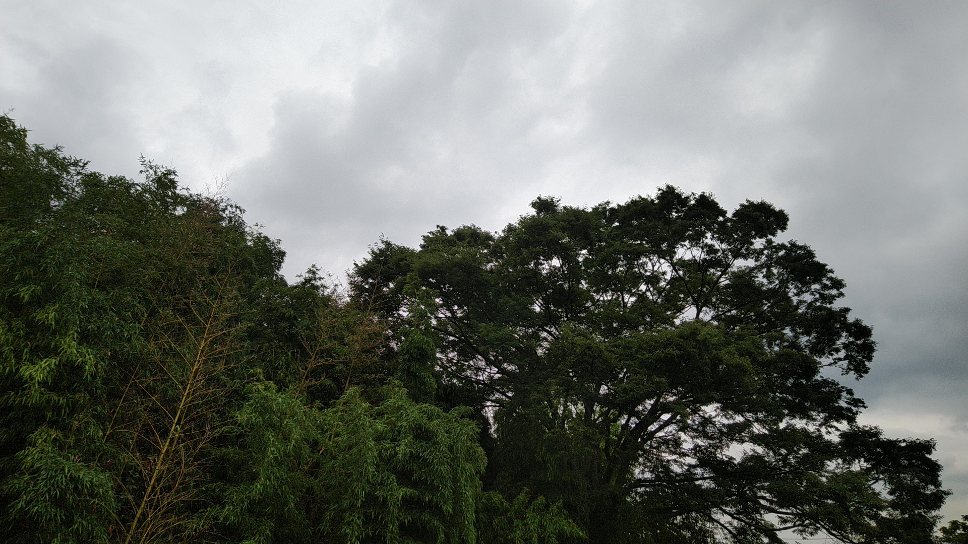 20190708  DSC_0004.jpg.jpg