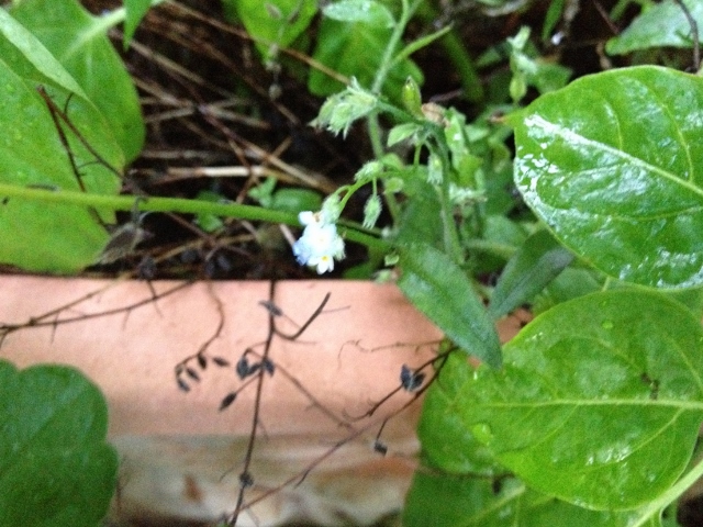 IMG_1356 (640x480).jpg