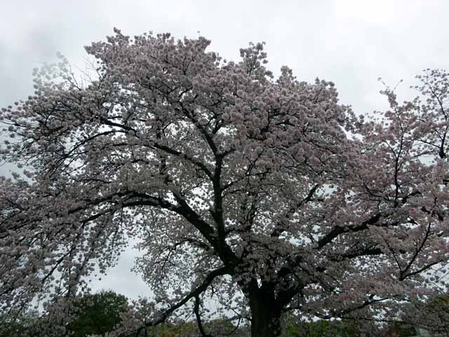 京都お墓 (10).JPG