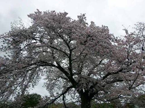 京都お墓 (10).JPG