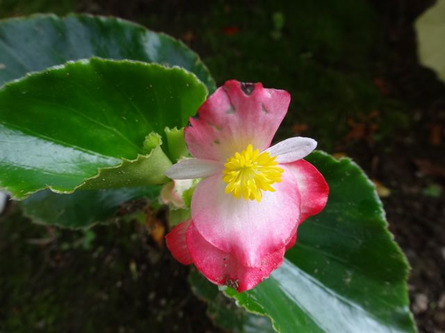 DSC08827.JPG