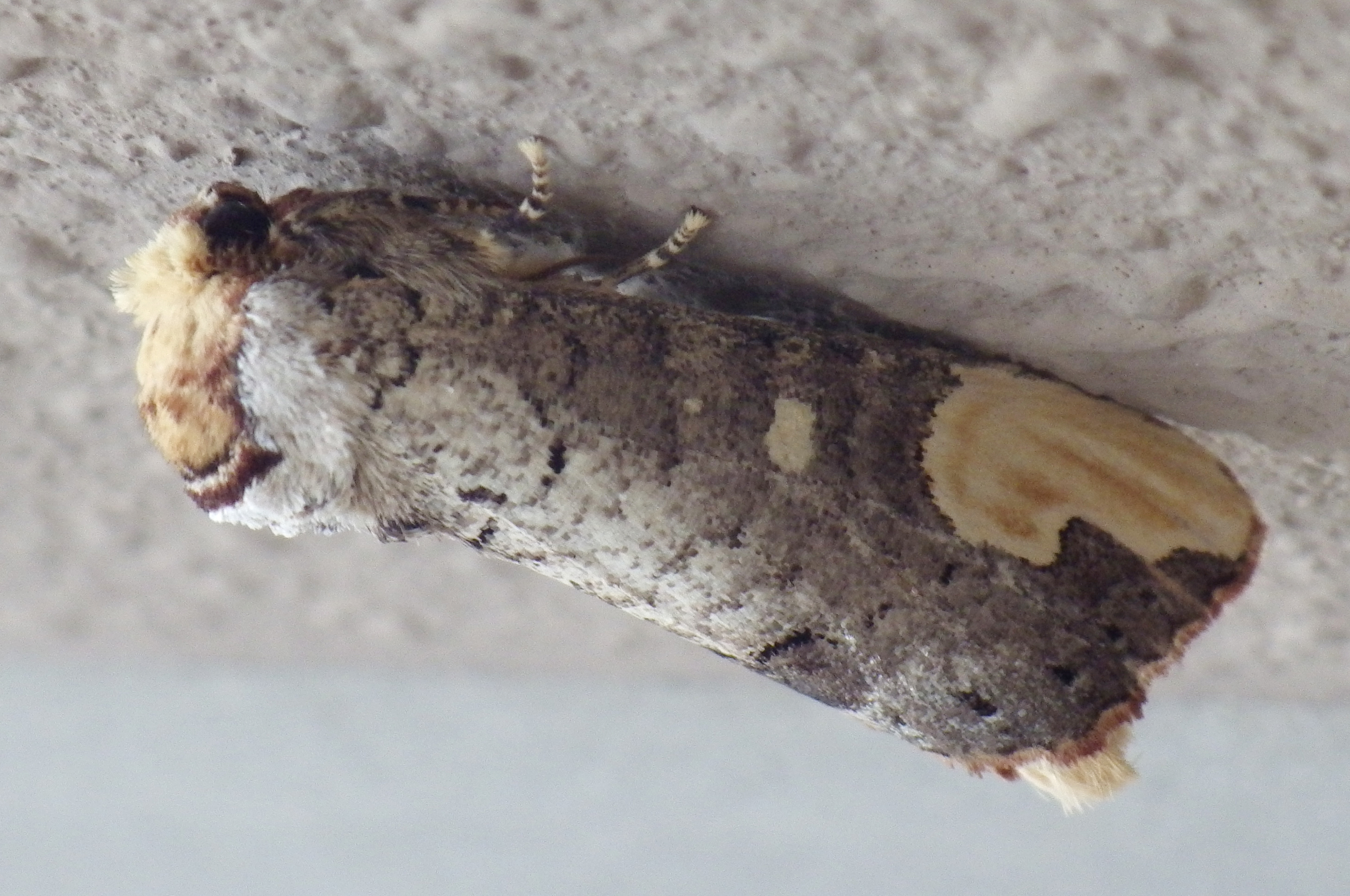 ムクツマキシャチホコ