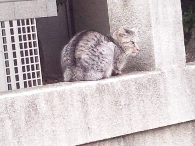 西新井大師のねこ