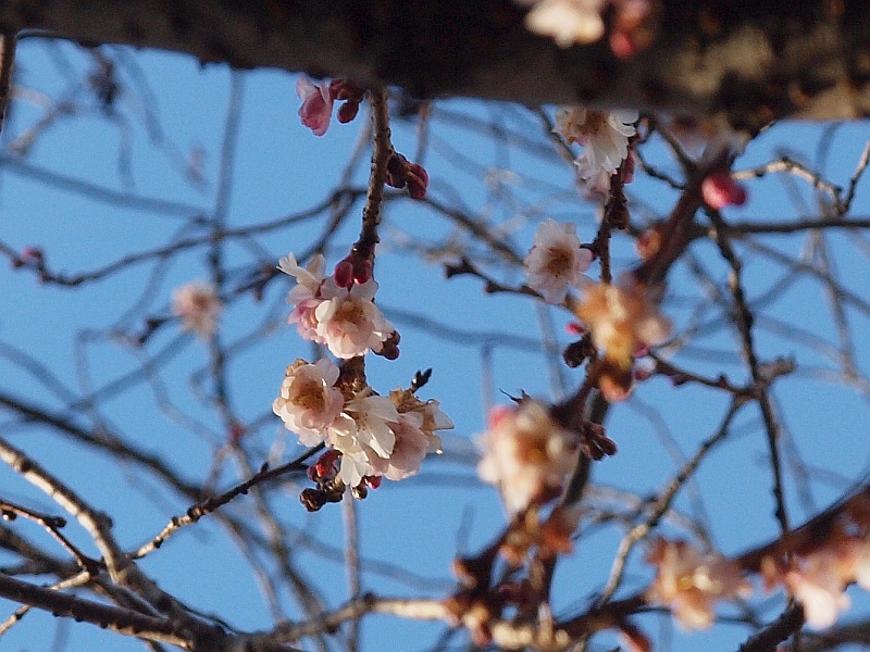 P1275931.JPG