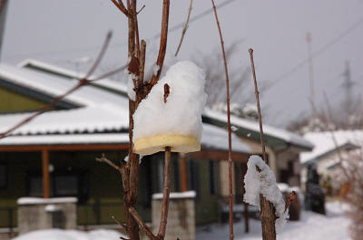 リンゴに雪s.jpg