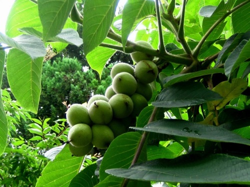 オニグルミの実 オニグルミの果実は 子房だけでなく苞を含んでいるため 偽果と呼ばれるそうです 気仙沼大島での自然観察 その7 しろうと自然科学者の自然観察日記 楽天ブログ