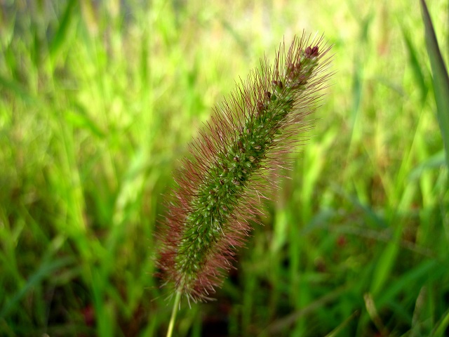 002ムラサキエノコロ2012.6.30-1.JPG