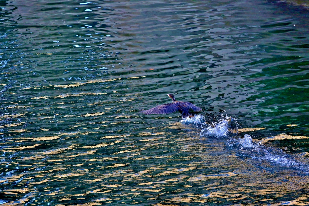 B97A6004 (1024x683).jpg