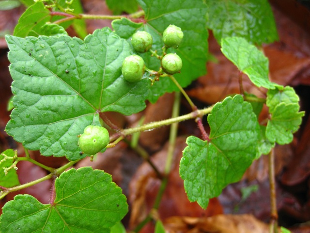 002ノブドウ2012.9.2-2.JPG