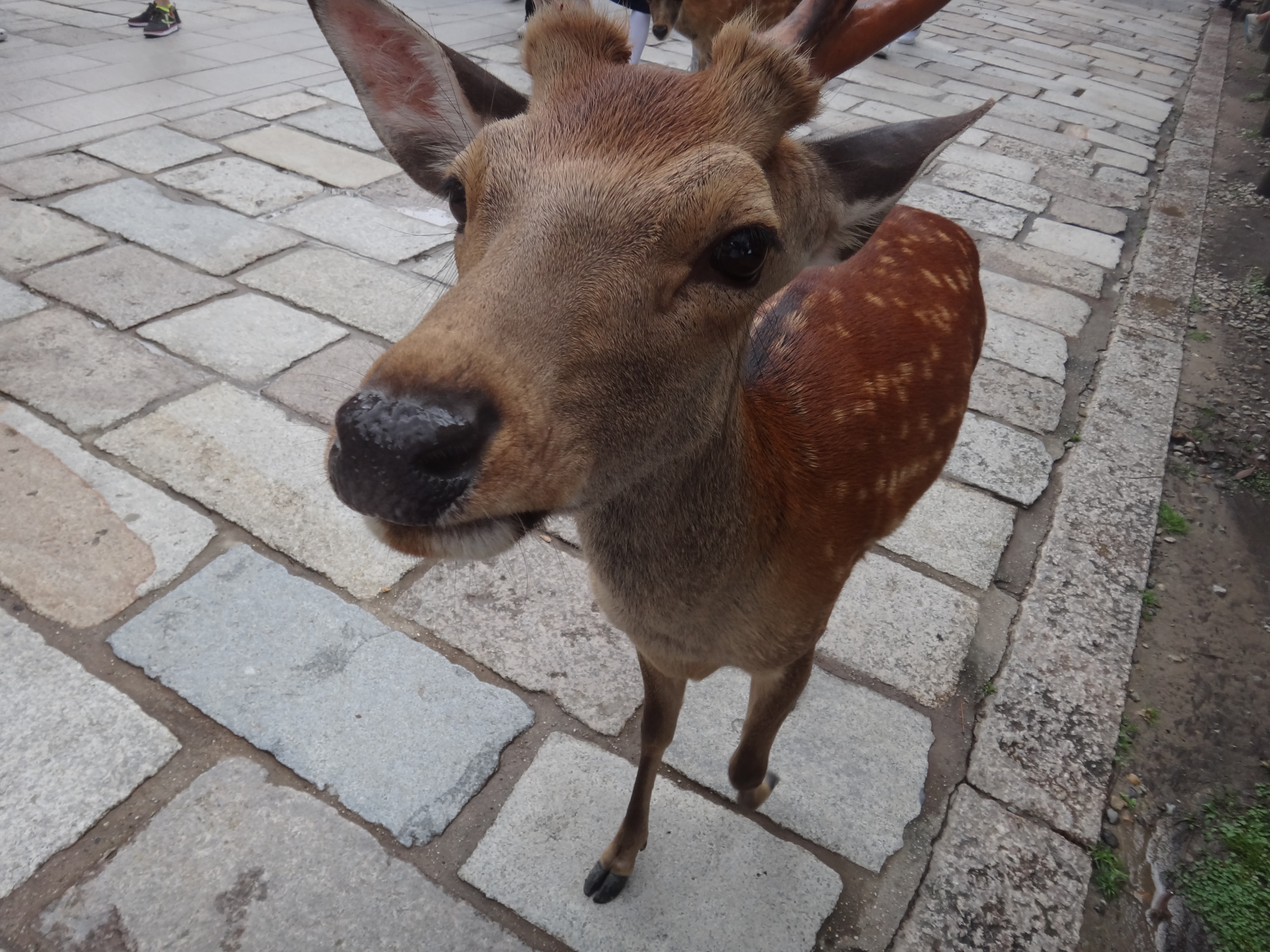 2012 7gatu 028.JPG