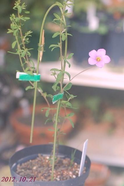DSC_4131(V.2012_10_21__06_52_17).jpg