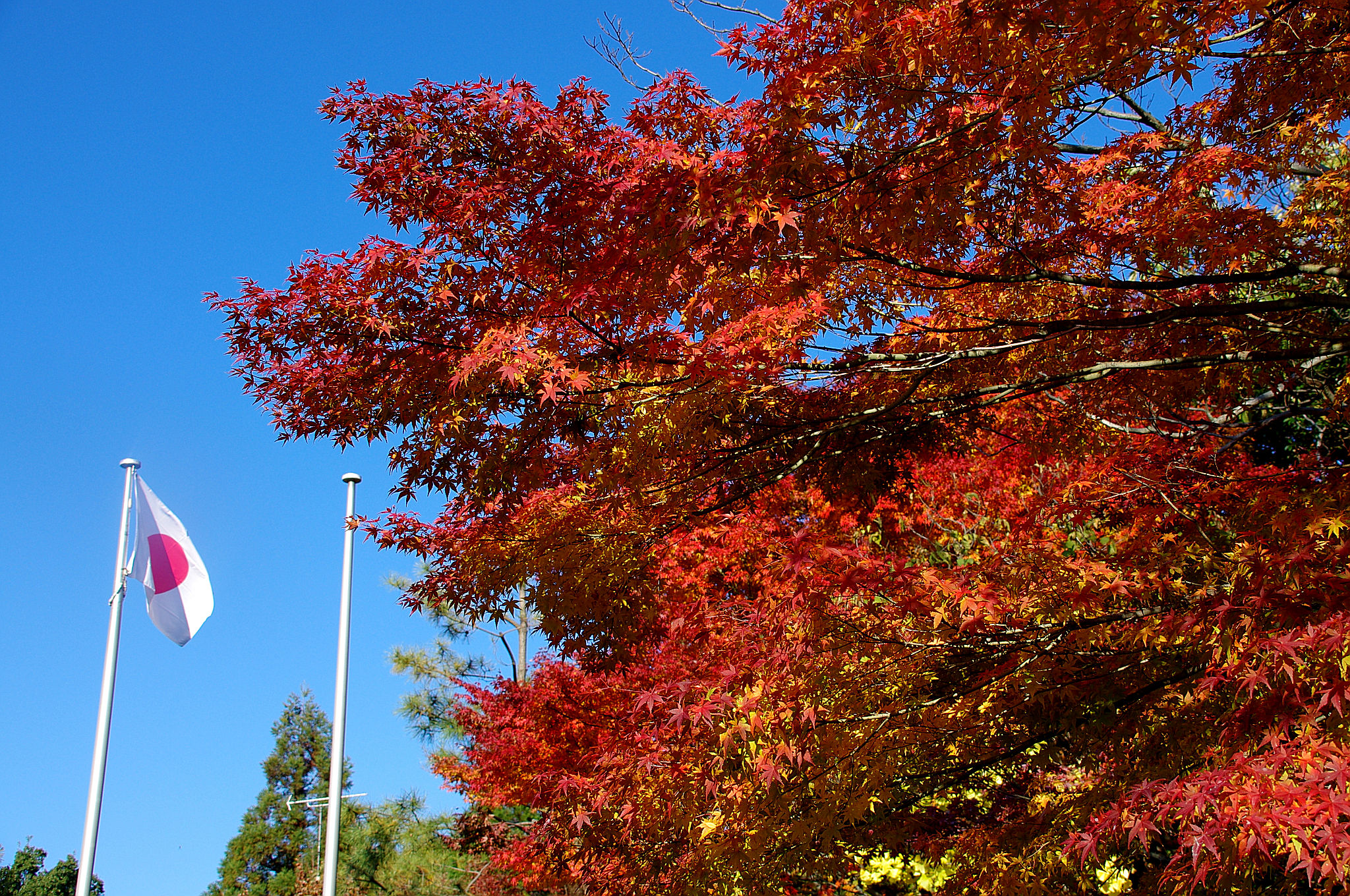 一宮市博物館の紅葉(2).jpg