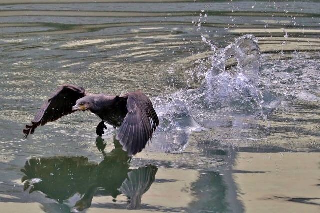 CJ9I0011 (640x426).jpg