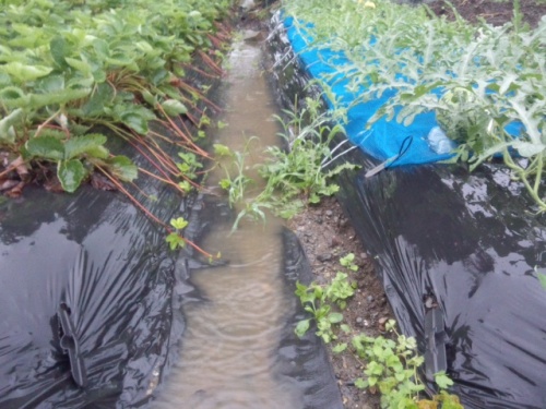 05菜園に溜まった雨水が引くのを待つ