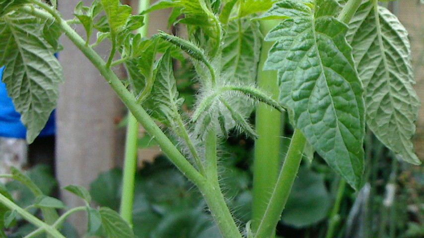 NEC_0208.JPG