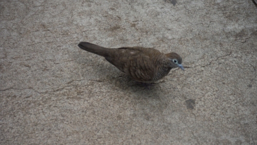 DSCF6284 (640x361).jpg