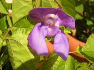 DSCN1120 (300x225).jpg