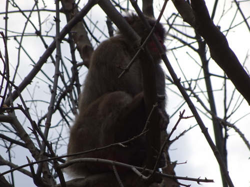 ナンチュウの恋 (7).JPG