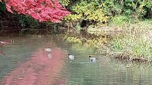 八十八か所お山めぐり (9).jpg