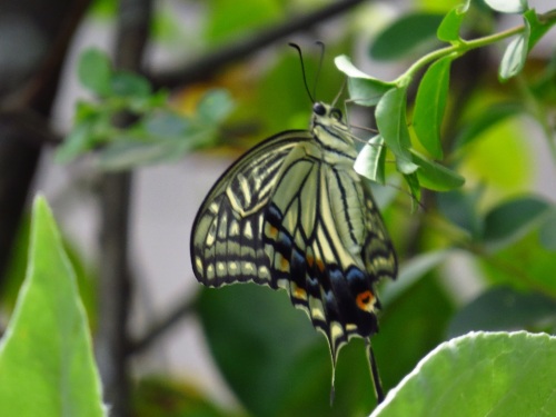 アゲハチョウ♀7747.jpg