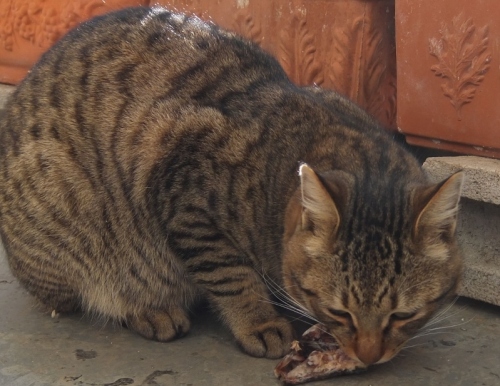 DSCF6863 (800x691).jpg