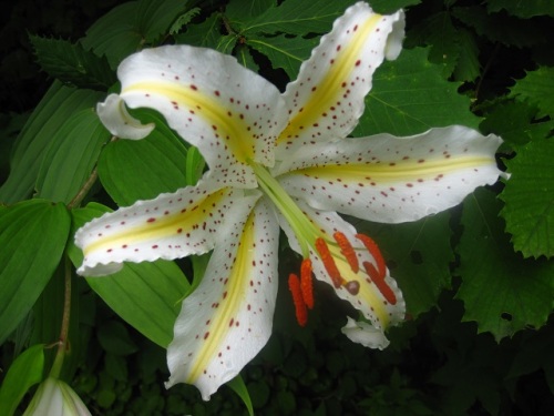 これまでに観察したユリ科の花の特徴とapg分類体系による分類の変化 自然観察の振返り 10 ユリ科の植物 第1回 しろうと自然科学者の自然観察日記 楽天ブログ