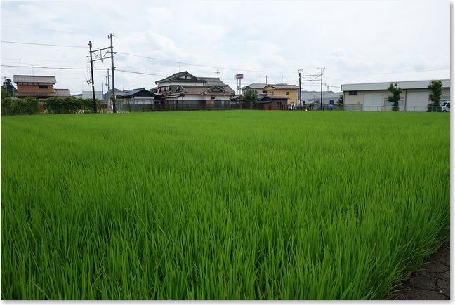 02田んぼの向こうに