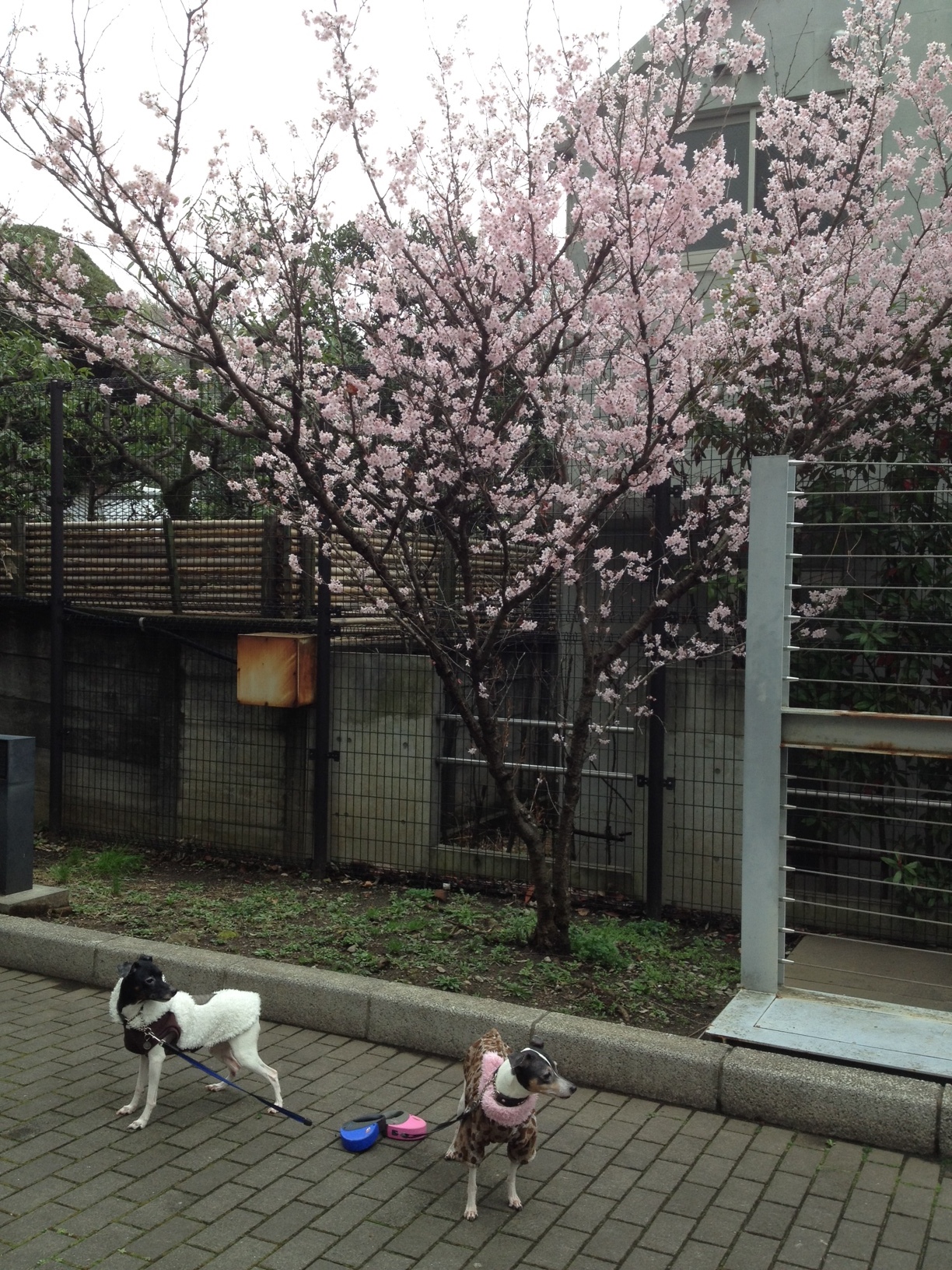 写真-114.JPG