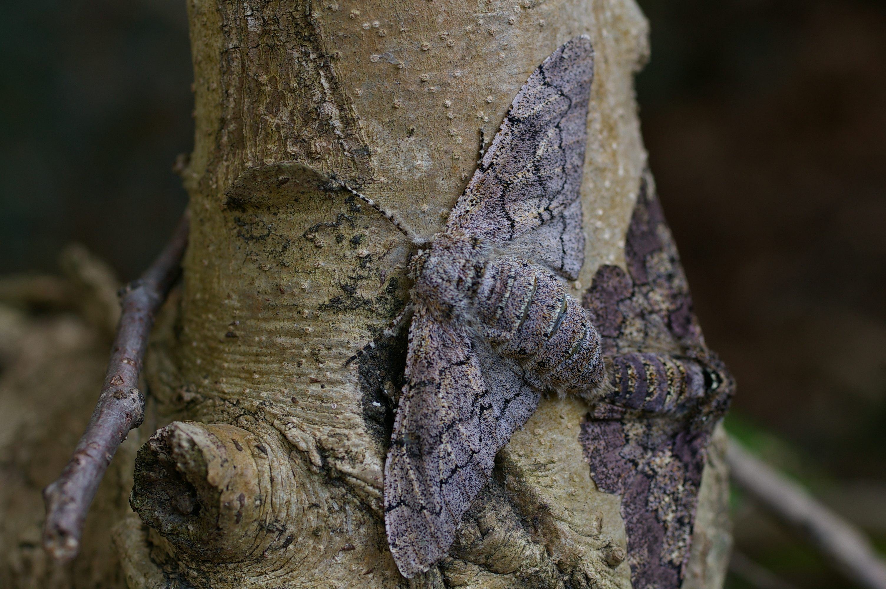 トビモンオオエダシャク