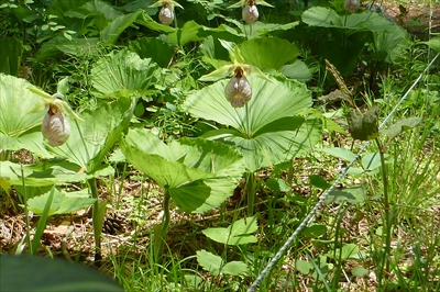 P1060519_R.JPG