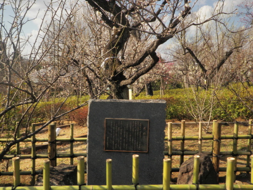 飛梅の碑.JPG