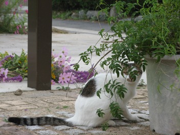 名前を呼んだら振り向いた 004.jpg