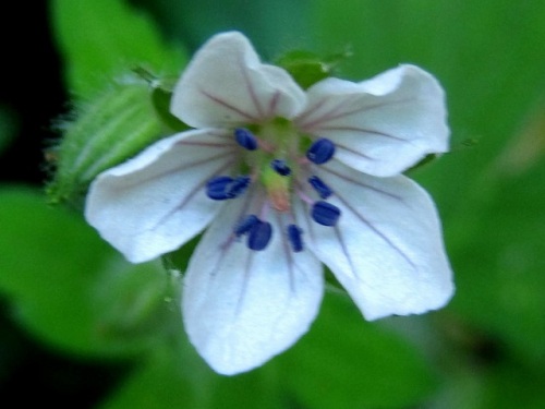 ゲンノショウコの花 秋の高尾山での自然観察 続き その10 しろうと自然科学者の自然観察日記 楽天ブログ