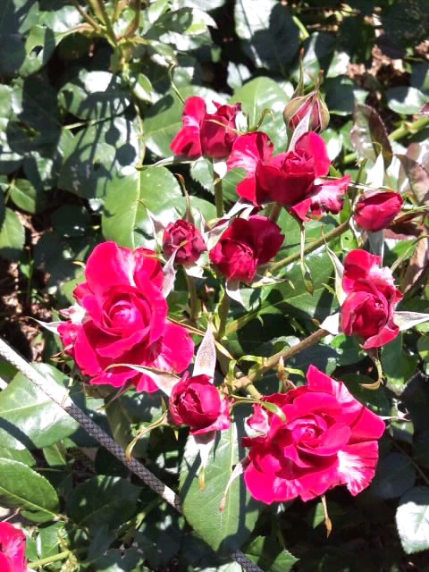 ローズ薔薇2016_蕾がいっぱい