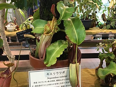 京都府立植物園N.ビーチー(木登りビーチー).jpg