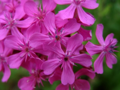 食虫植物ではなく花の蜜を盗むアリがよじ登ってくるのを妨げるムシトリナデシコの花 団地周辺で見かける帰化植物 その18 しろうと自然科学者の自然観察日記 楽天ブログ